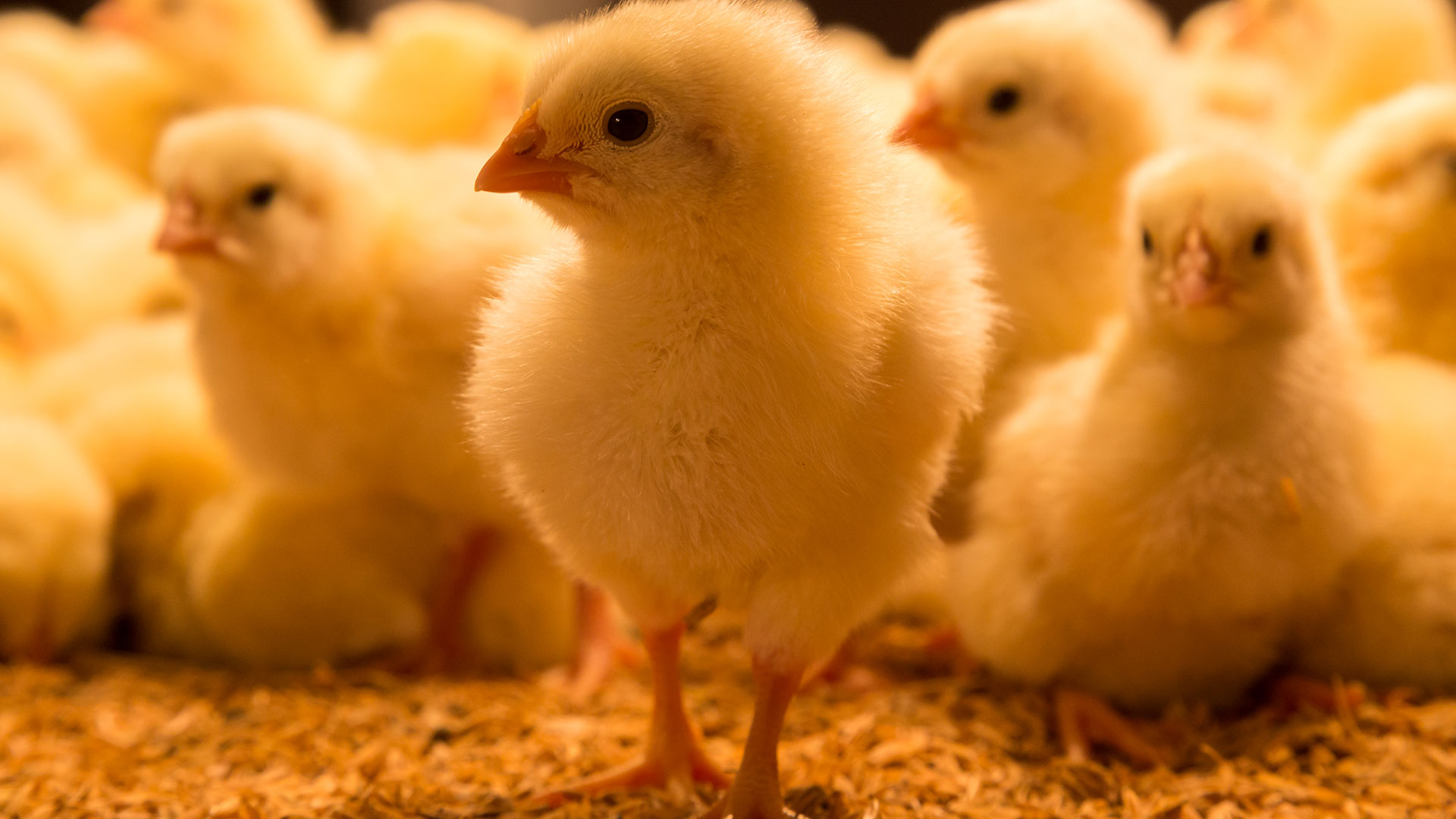 Broiler-chickens